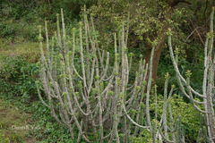 Euphorbia caducifolia